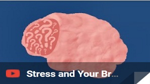 Stress and Your Brain – Working Towards Wellbeing